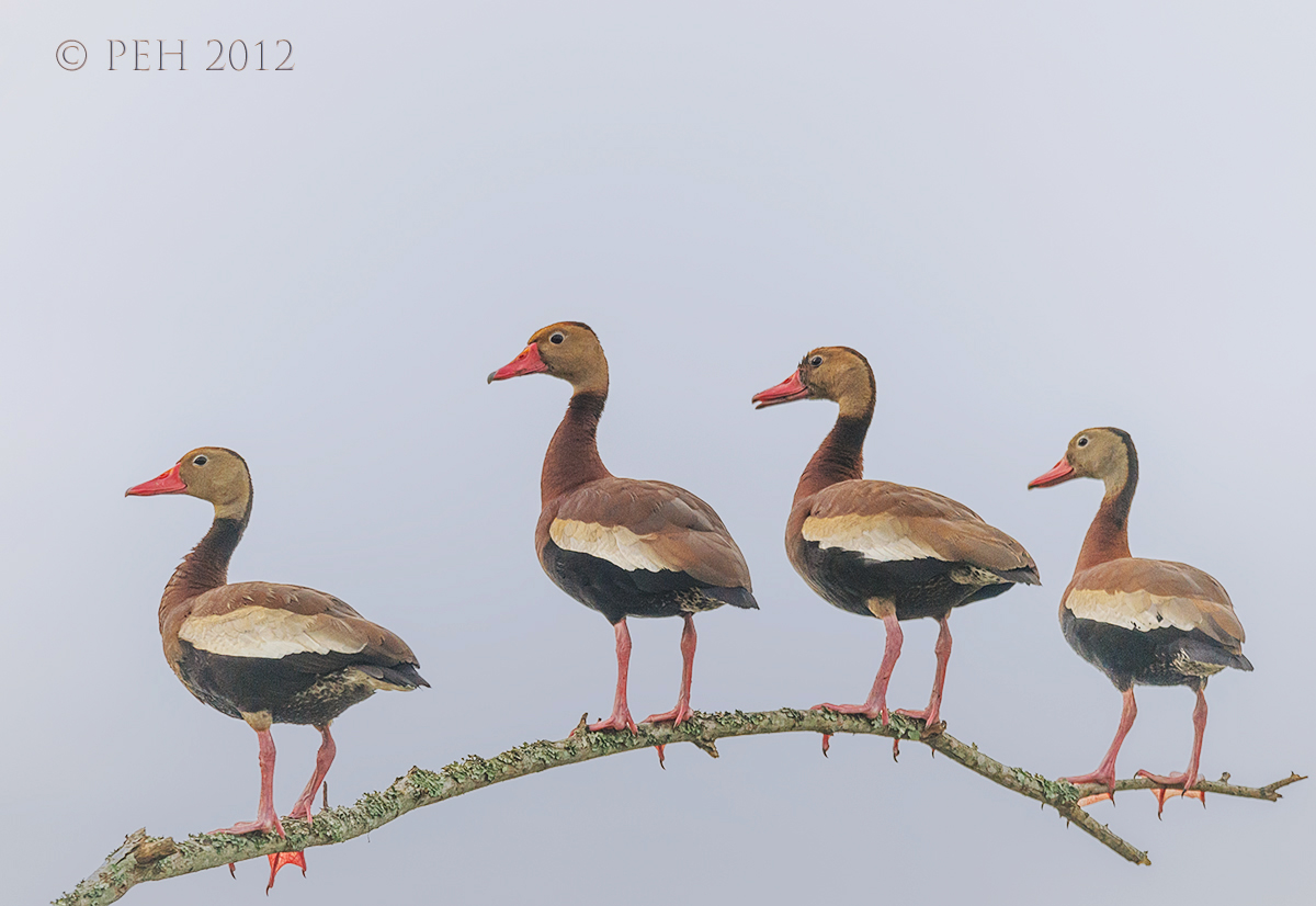 Chorus Line