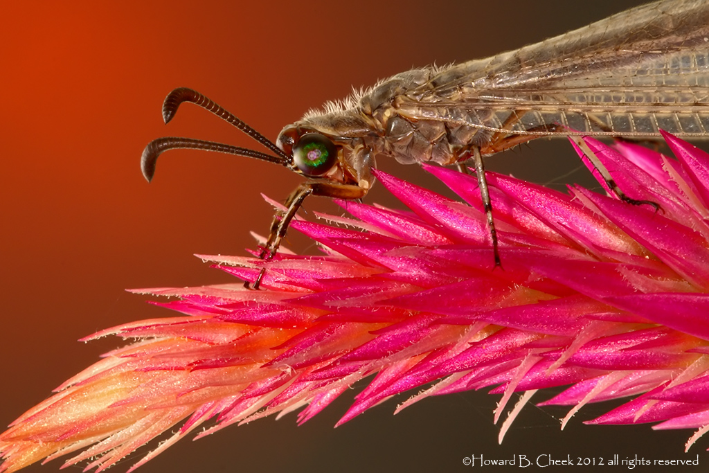 Antlion's Eye
