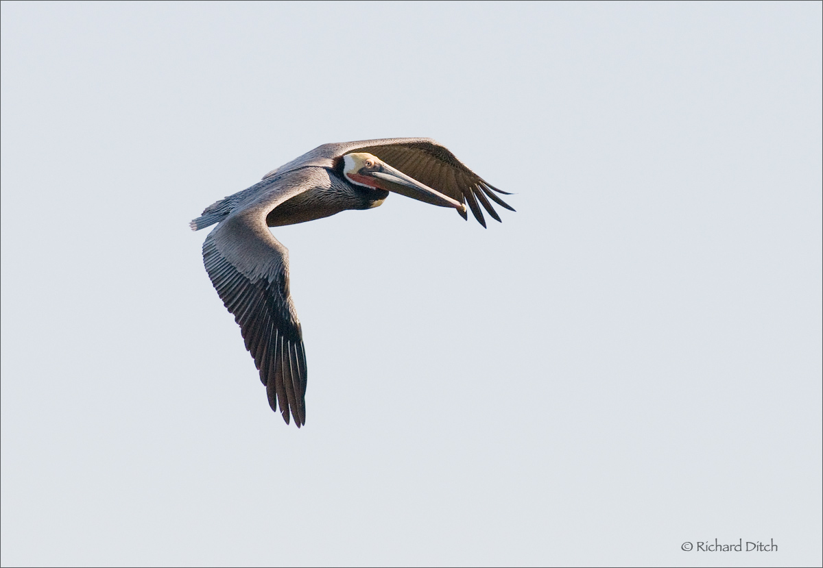 Brown Pelican