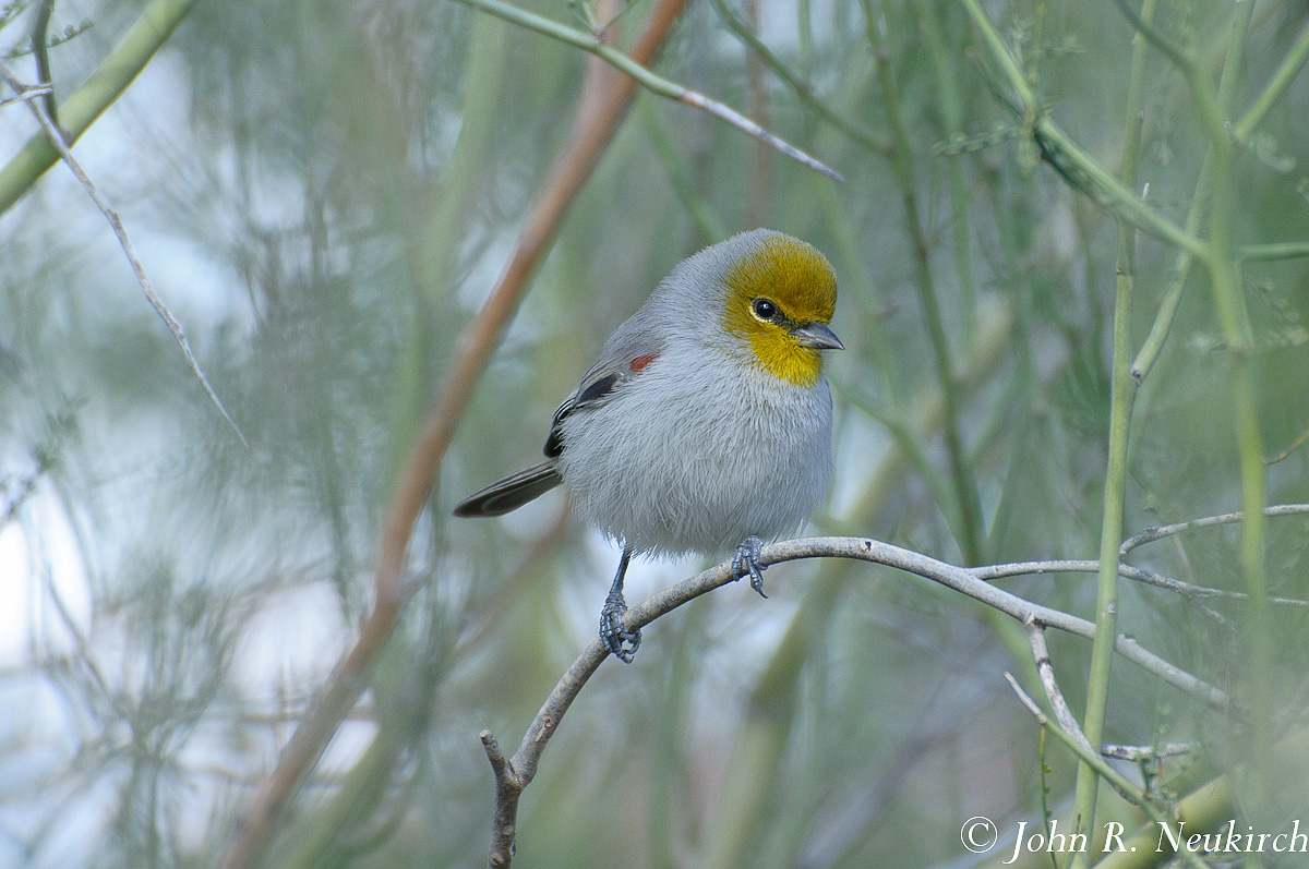 Verdin