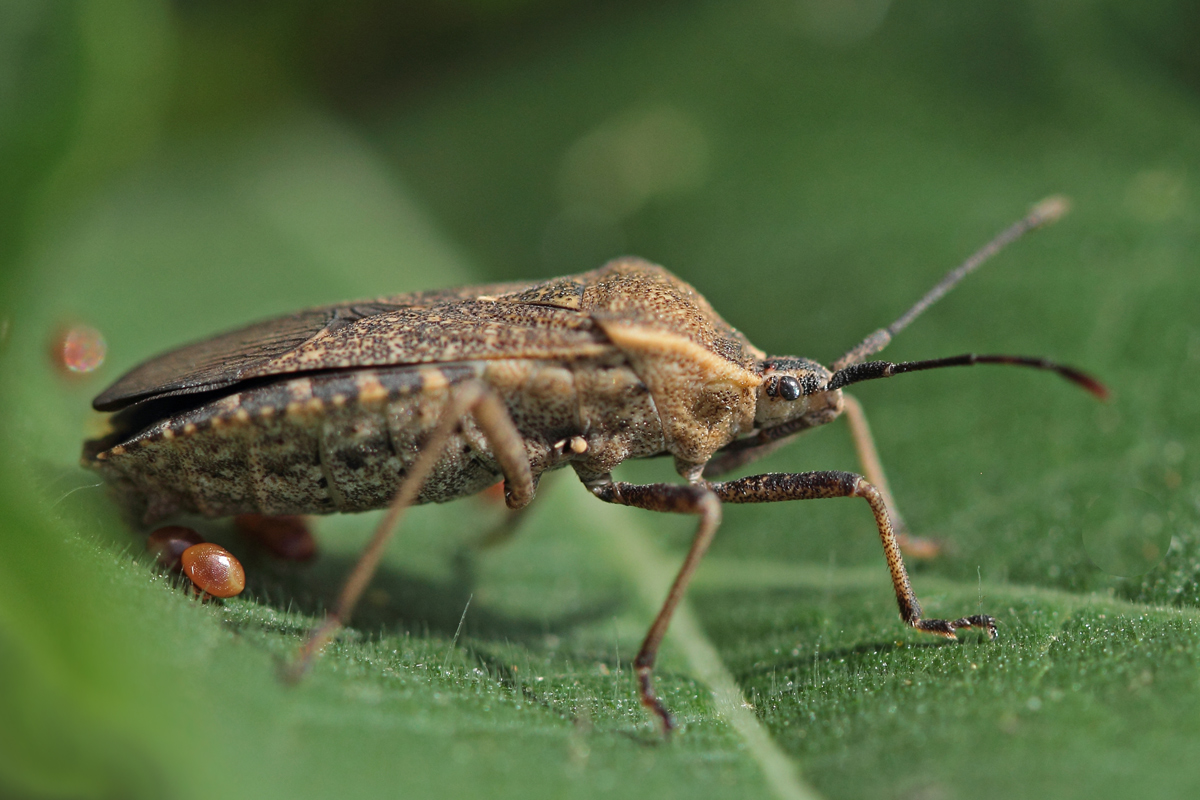 Egg laying
