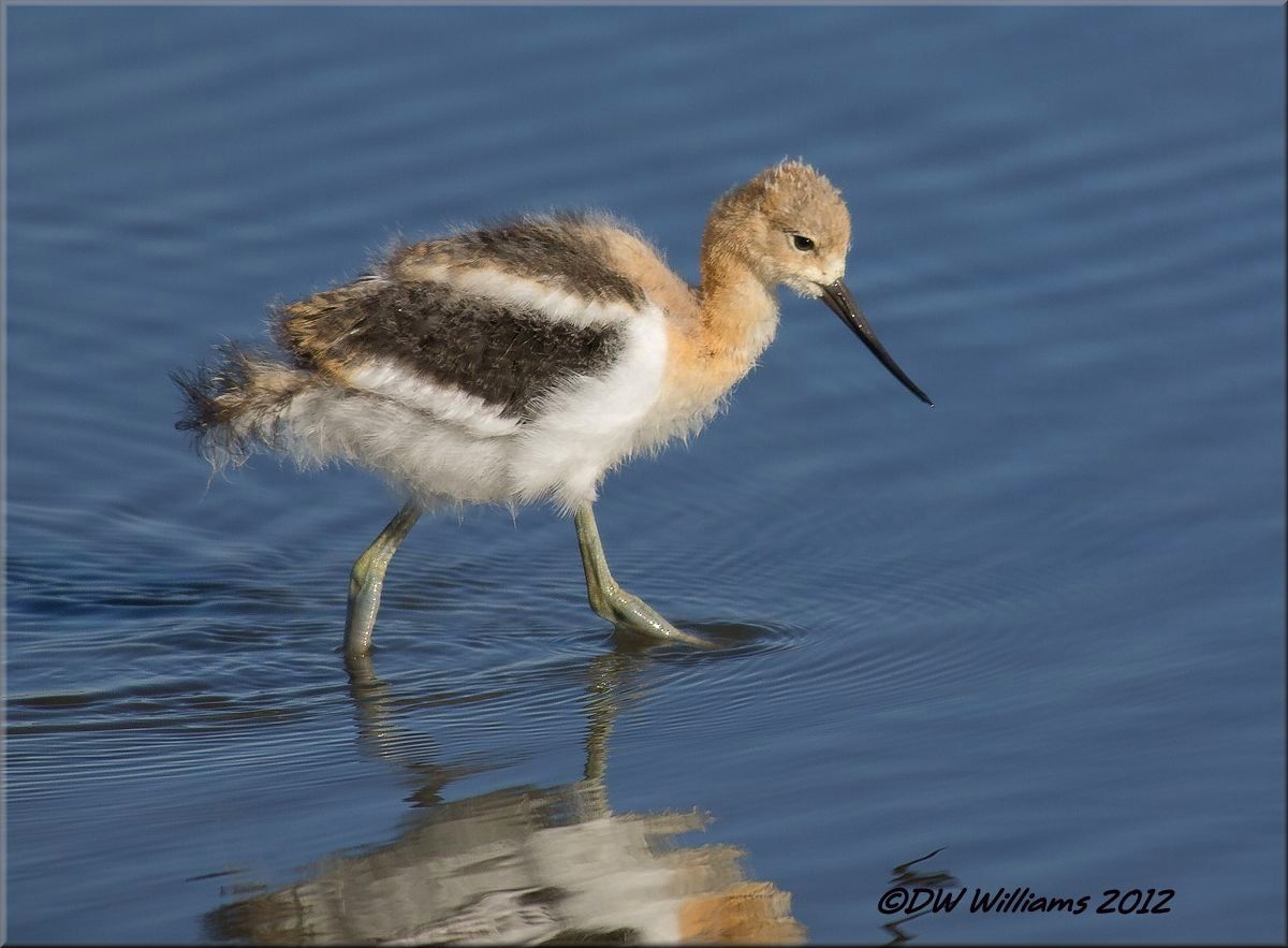 Fluffy Avocet