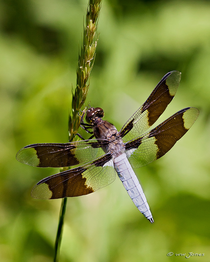 Common Whitetail