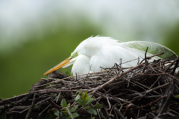 Hunkerd Down Egret