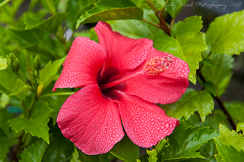 Misty Hibiscus