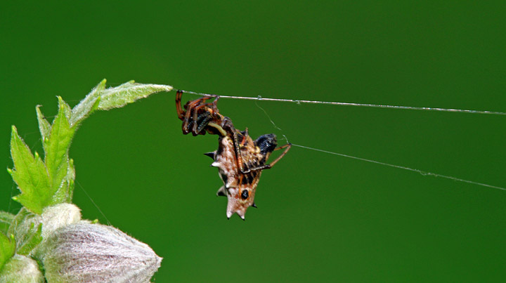 Ziplining spider