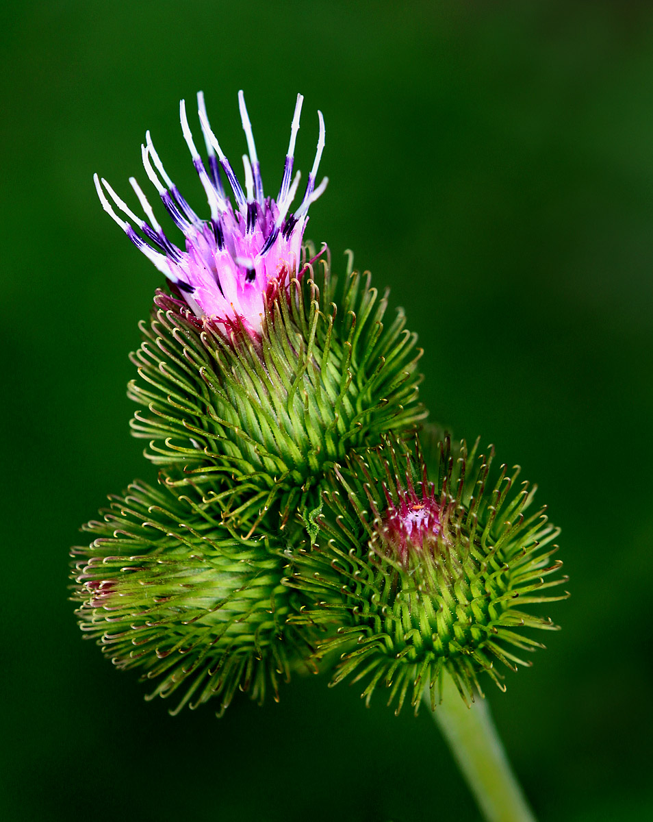 Common Burdock
