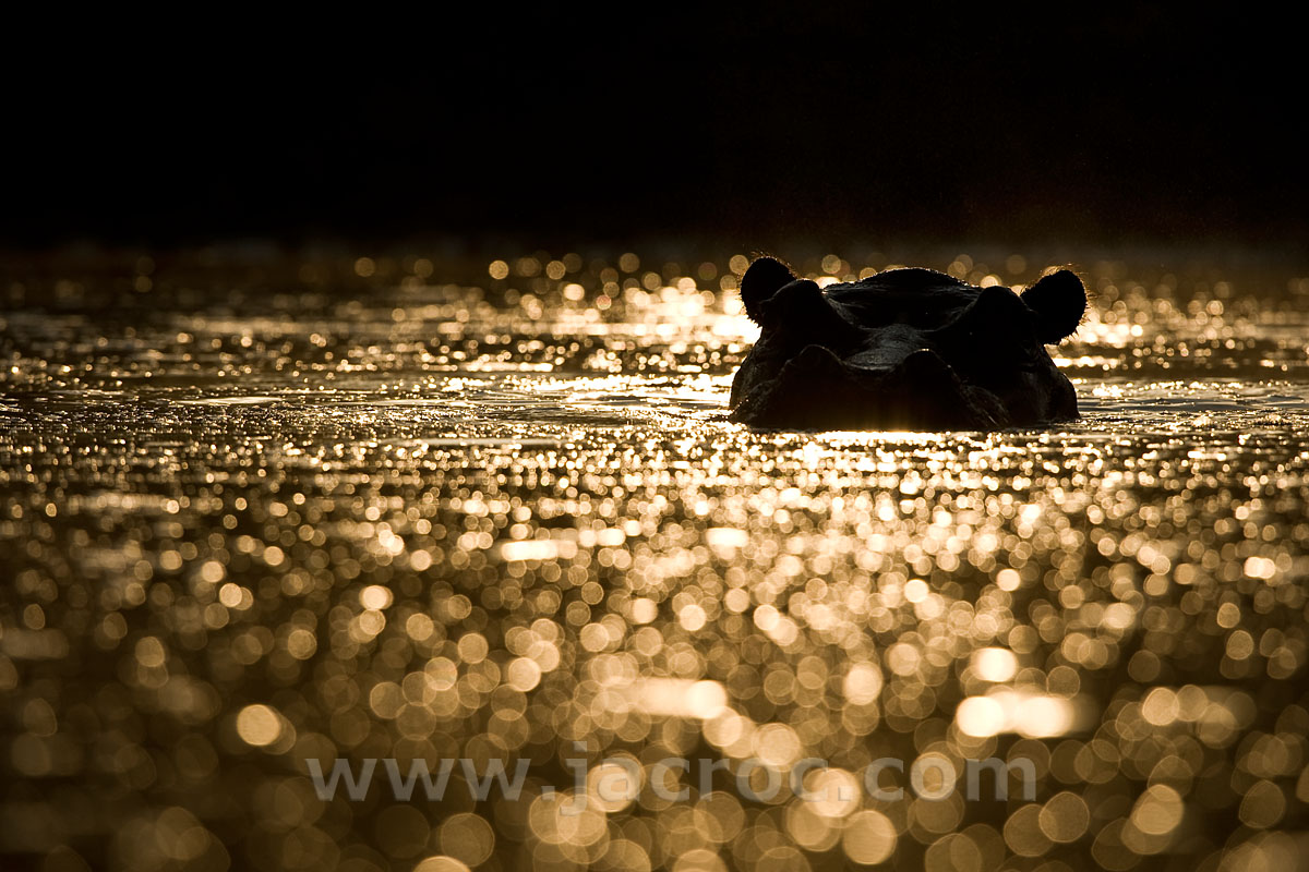 Golden Hippo Morning