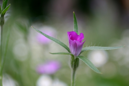 Purple Wildflower