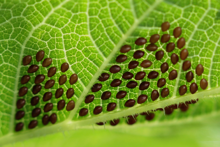 Stink bug eggs
