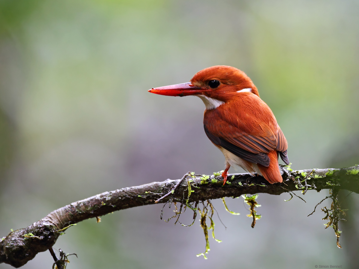 Pygmy Kingfisher
