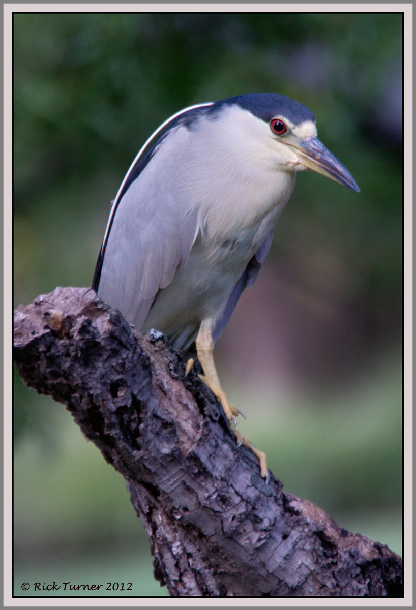 Black Crown Night Heron