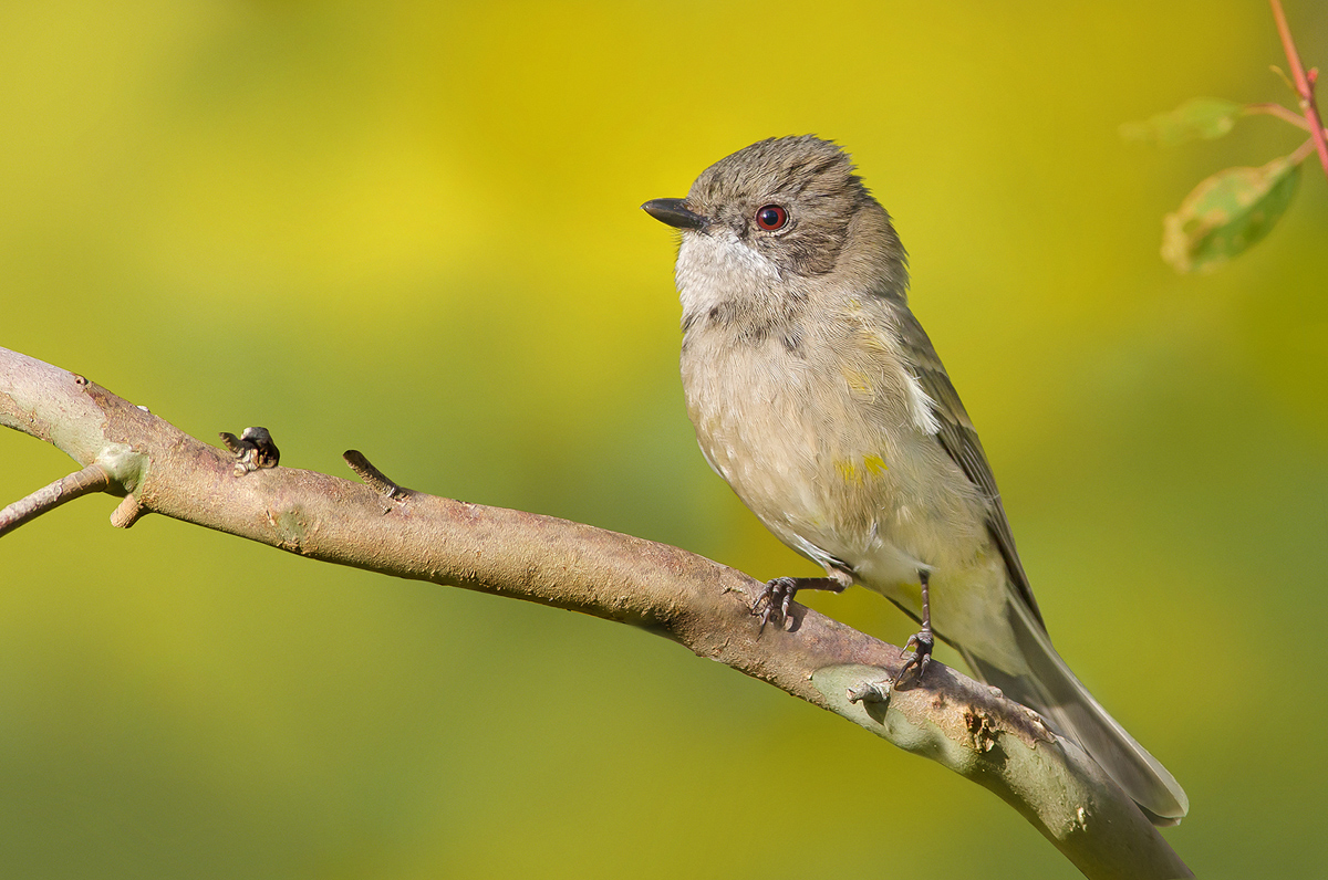 Golden Whistler