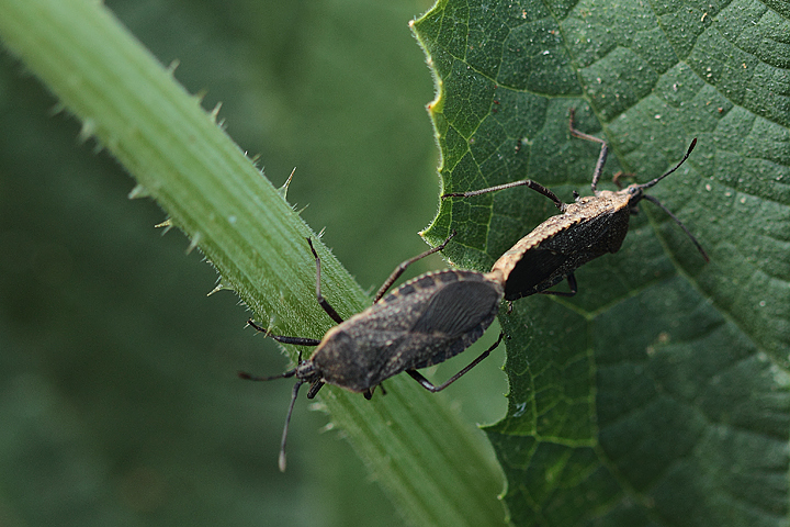 Stink bugs mating