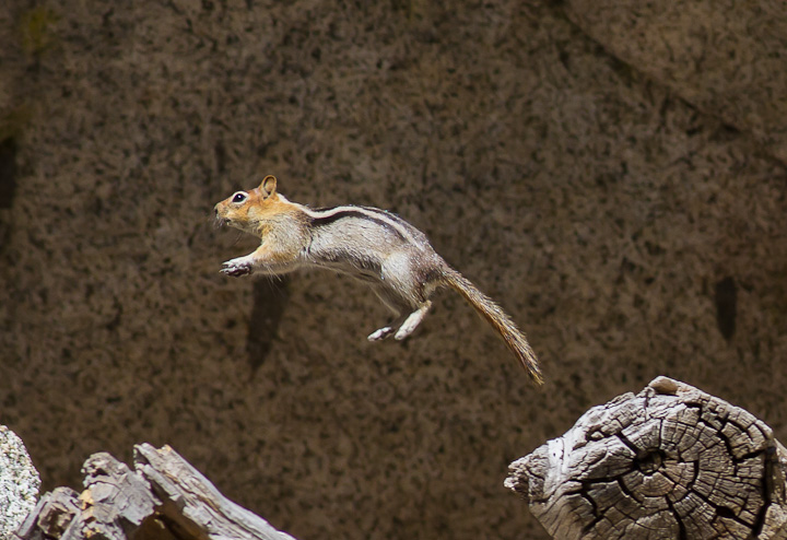 One giant leap ...