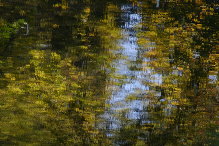 Fall Colors WC544