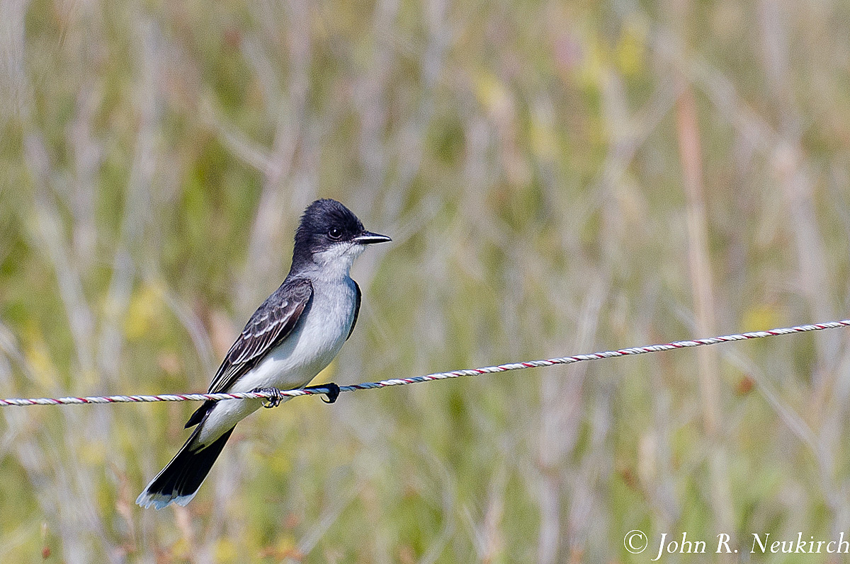 Eastern Kingbird