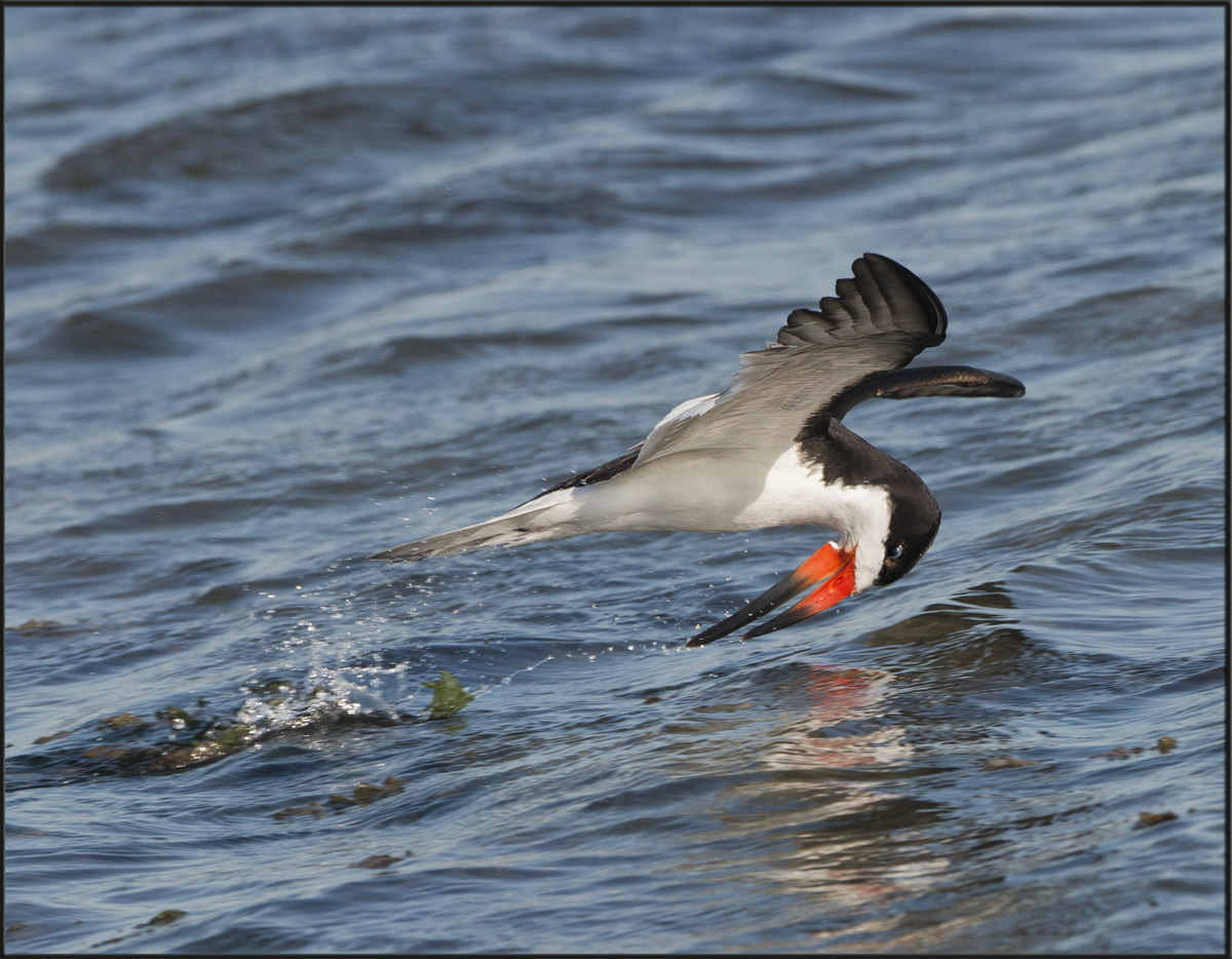 Black Skimmer
