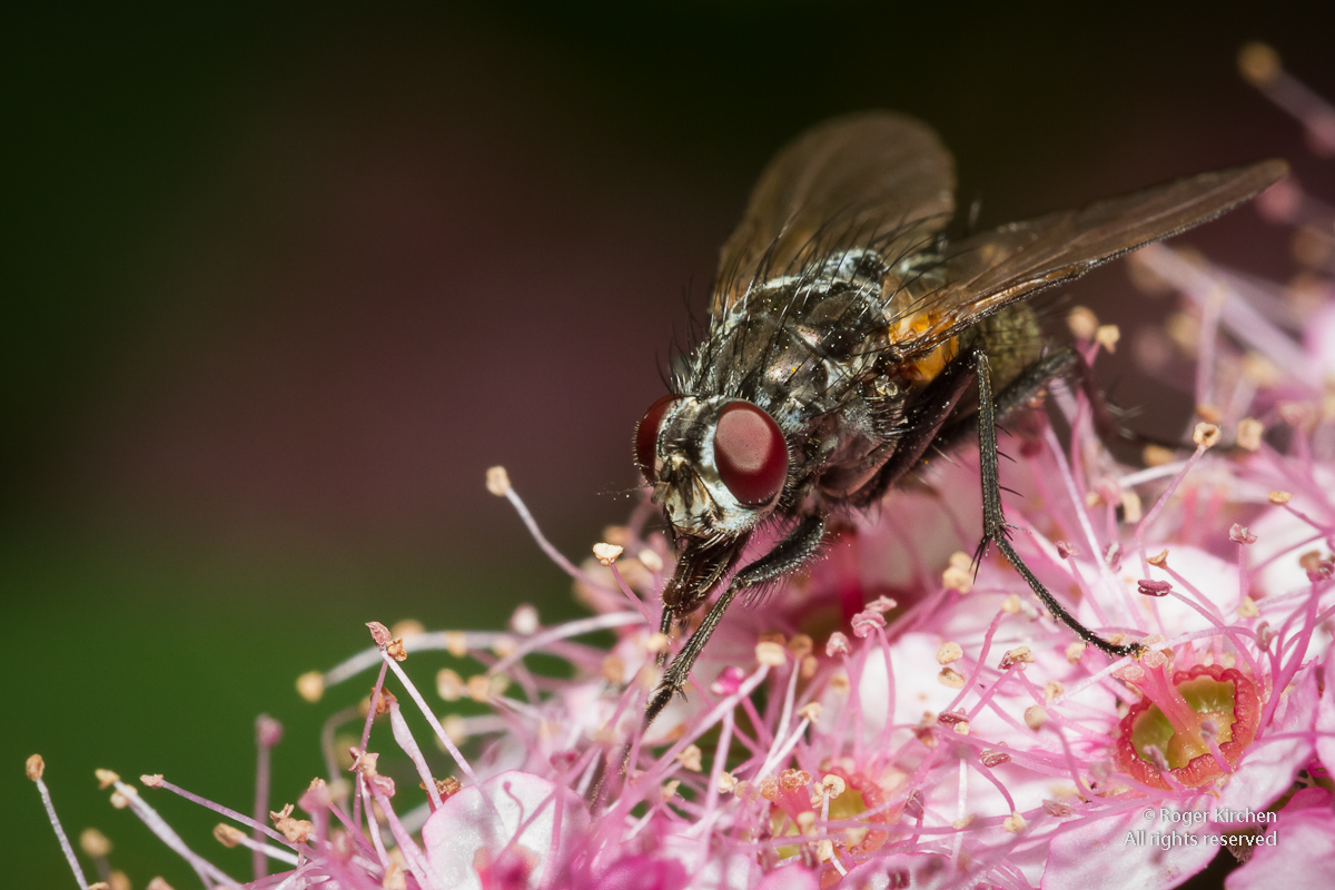 Tending the Flowers