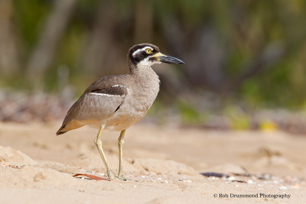 Beach Thick-knee