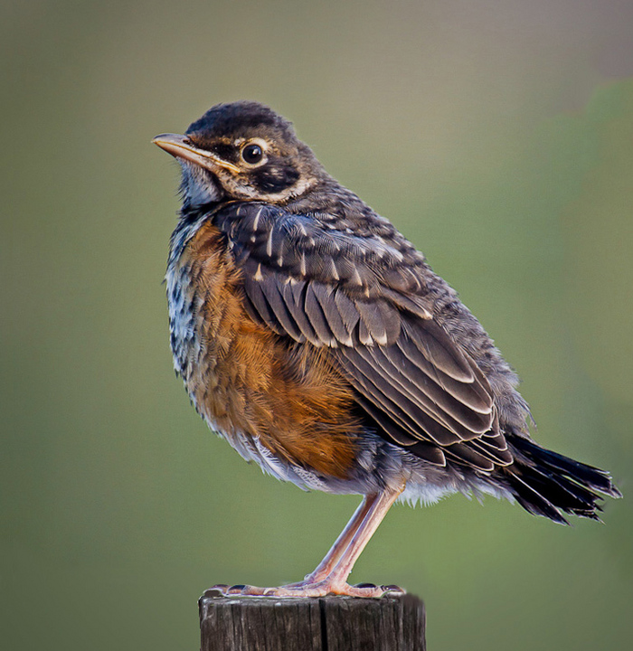 Juvenile Robin