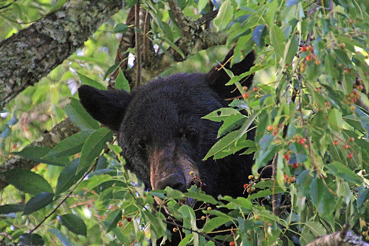 MAMA BEAR