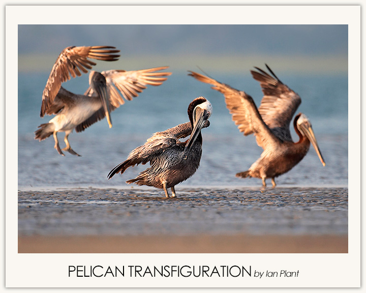 Pelican Transfiguration