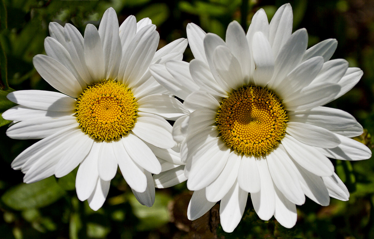 Daisies