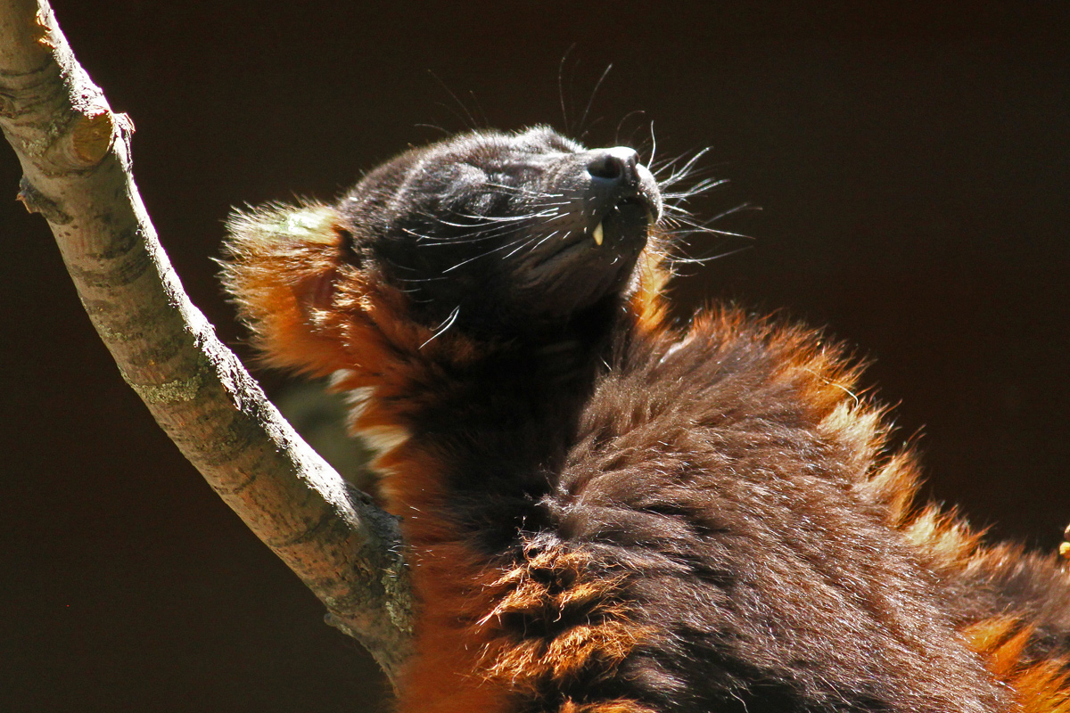 Sunning lemur  (C)