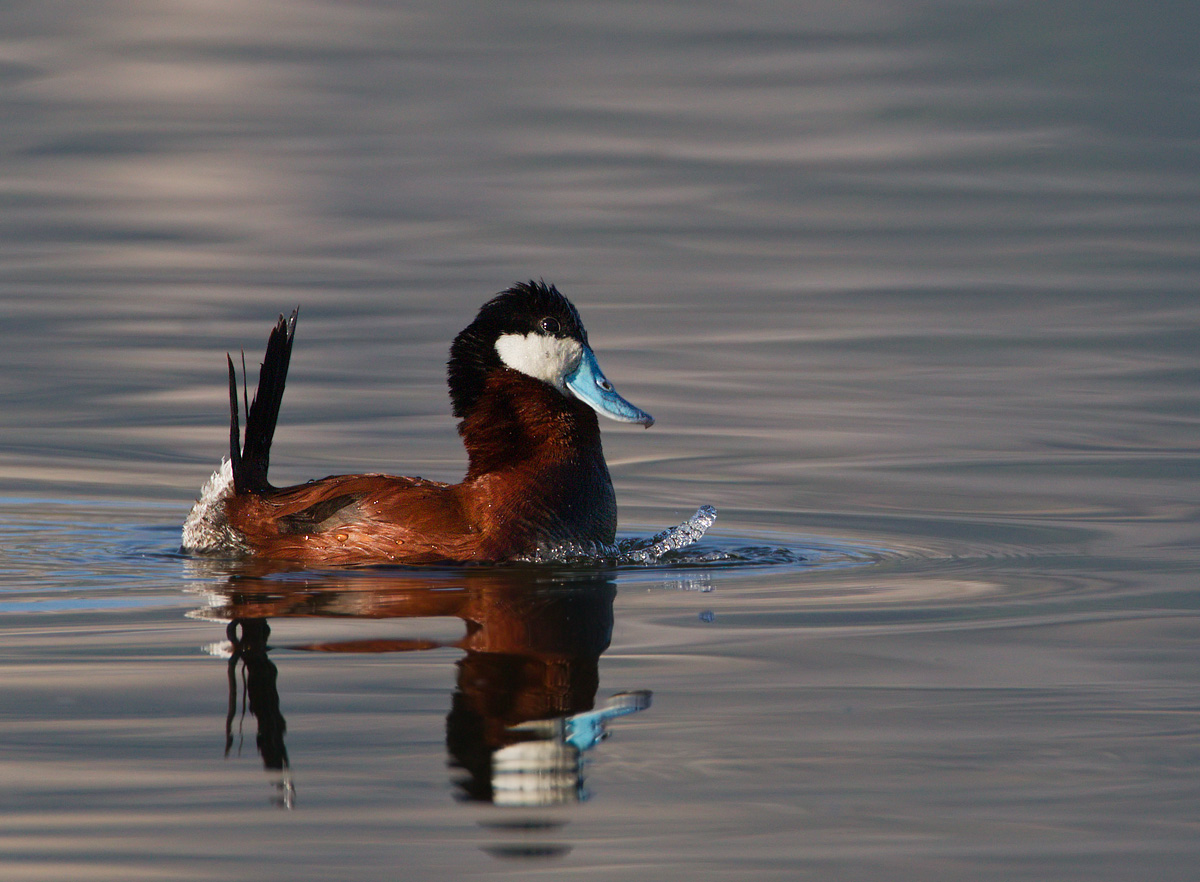 Ruddy Duck Courting