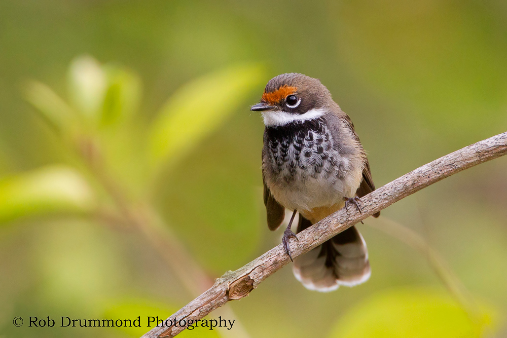 Rufous Fantail