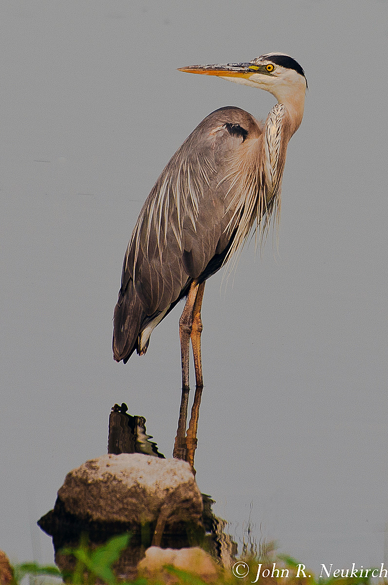 Blue Heron