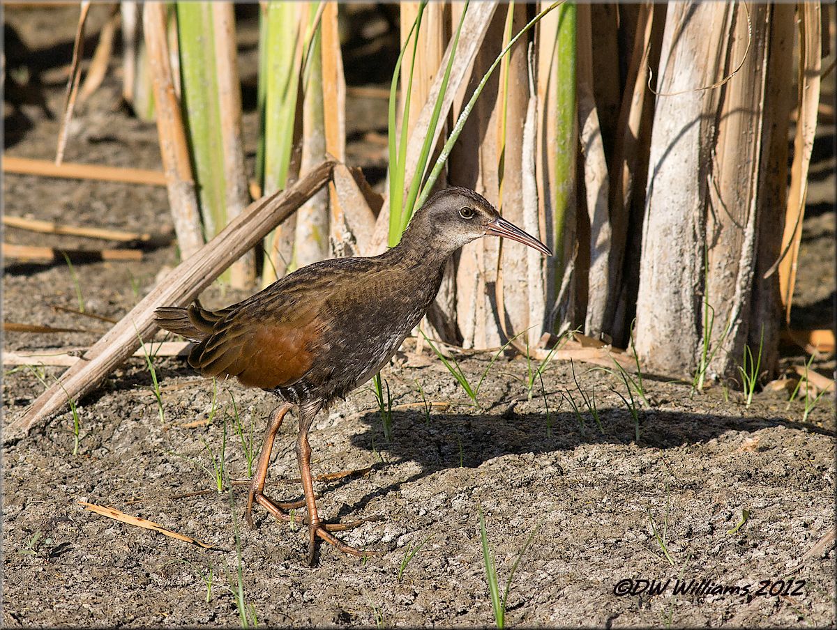 Juvie Virginia Rail