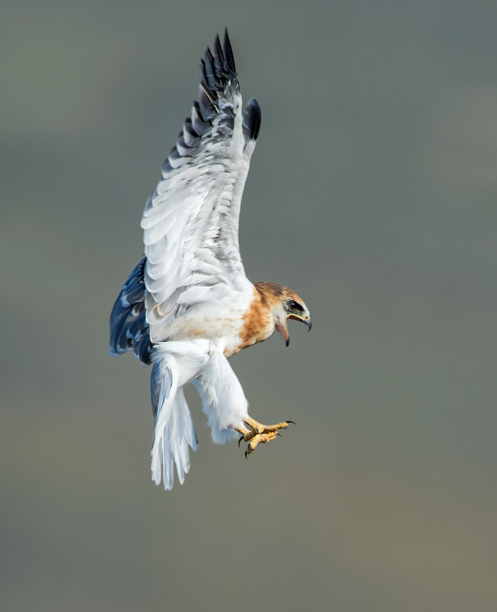 Learning to Fly