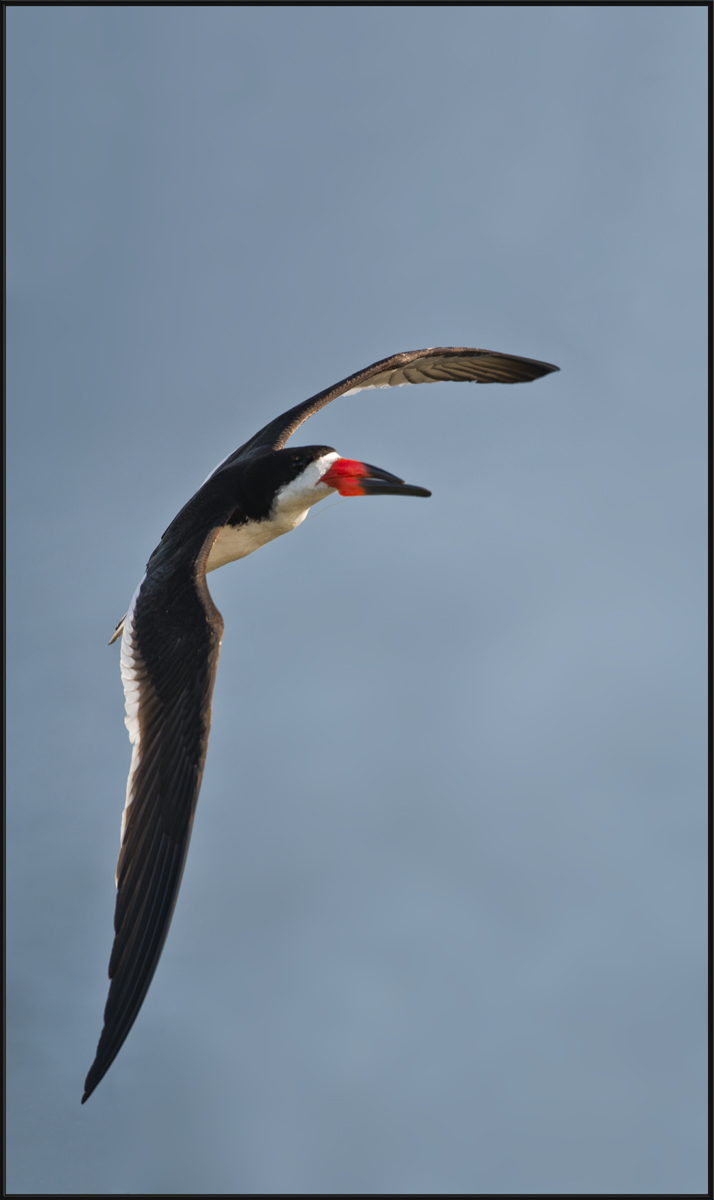 Skimmer