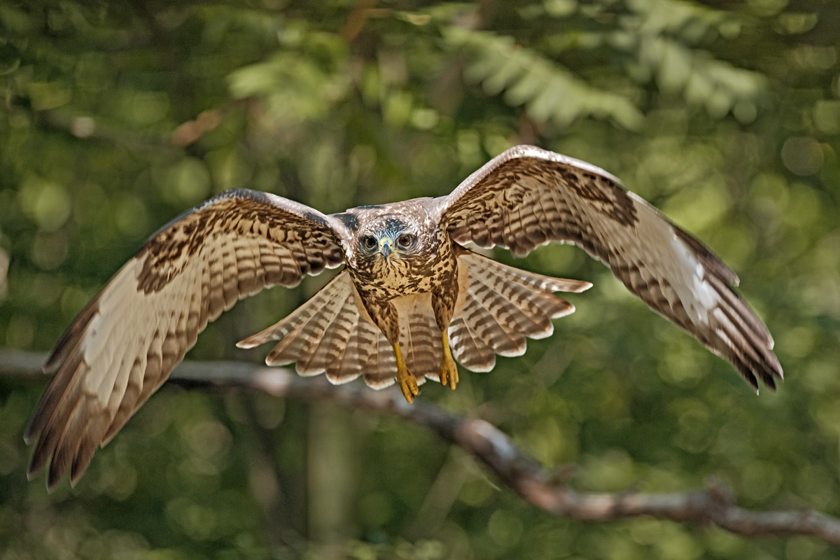 Common Buzzard