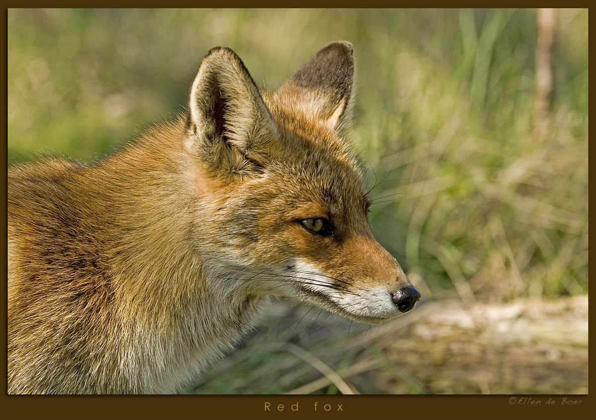 Red Fox