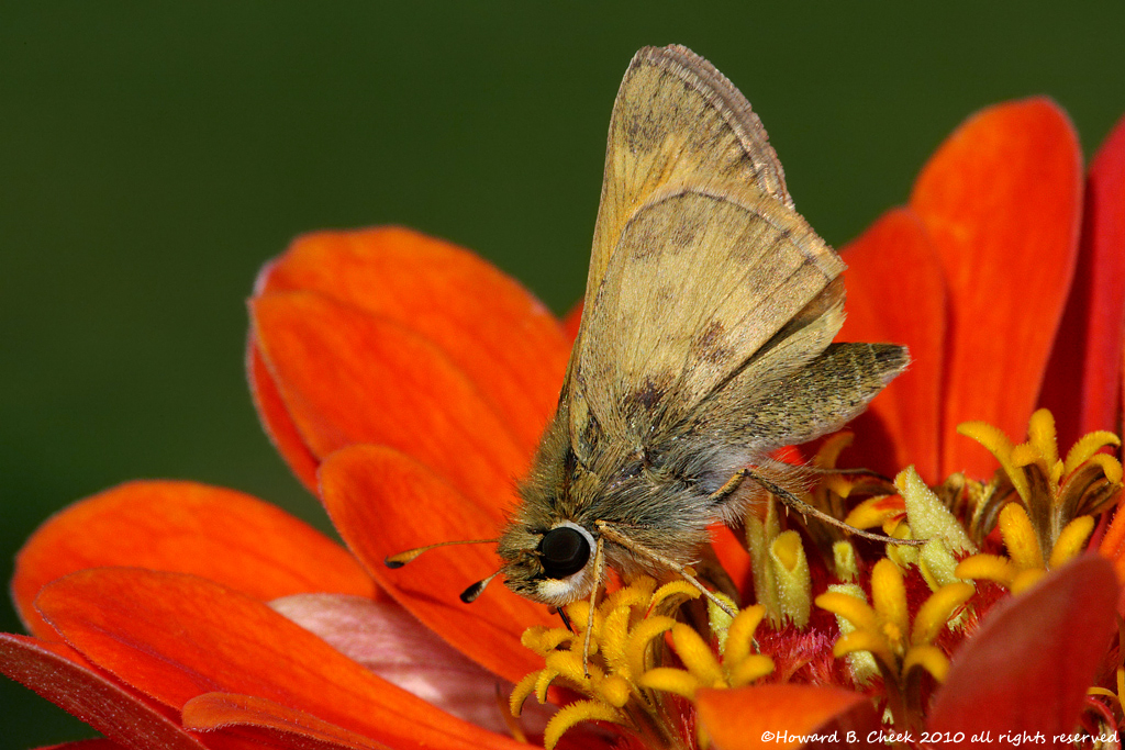 Whirlabout Skipper