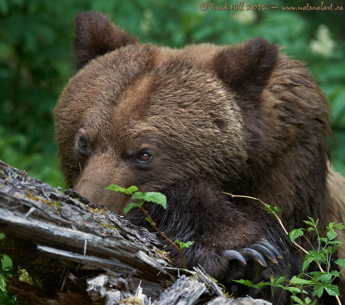 Bashful Bruin