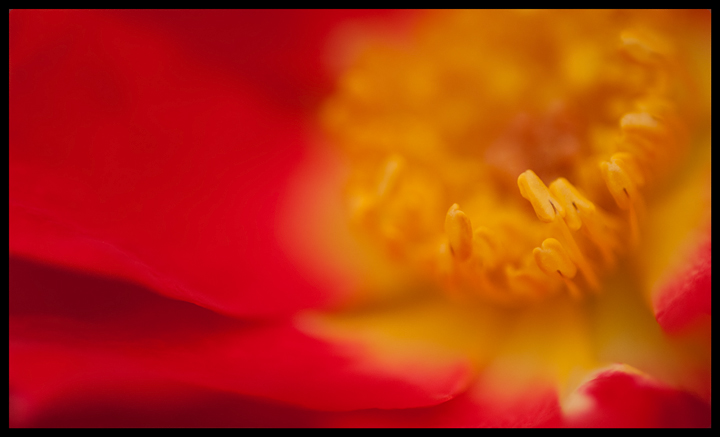 Yellows and Reds
