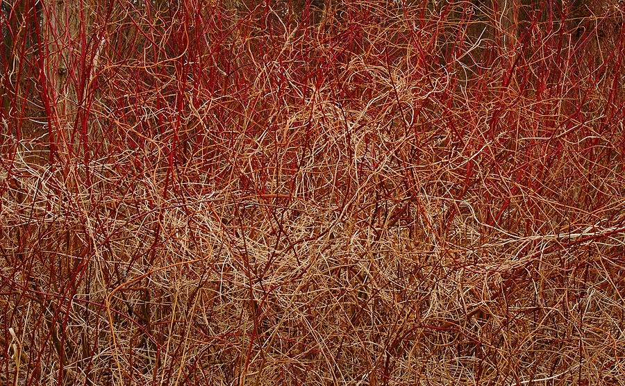 Floodplains Undergrowth