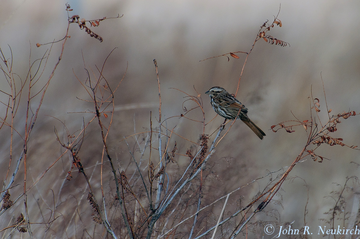 Song Sparrow?