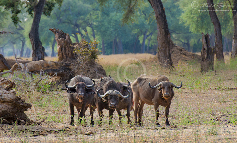 Buffalo Henchmen