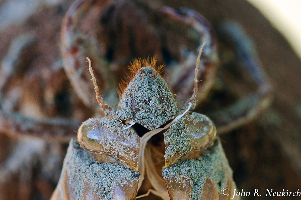 Cicada skin
