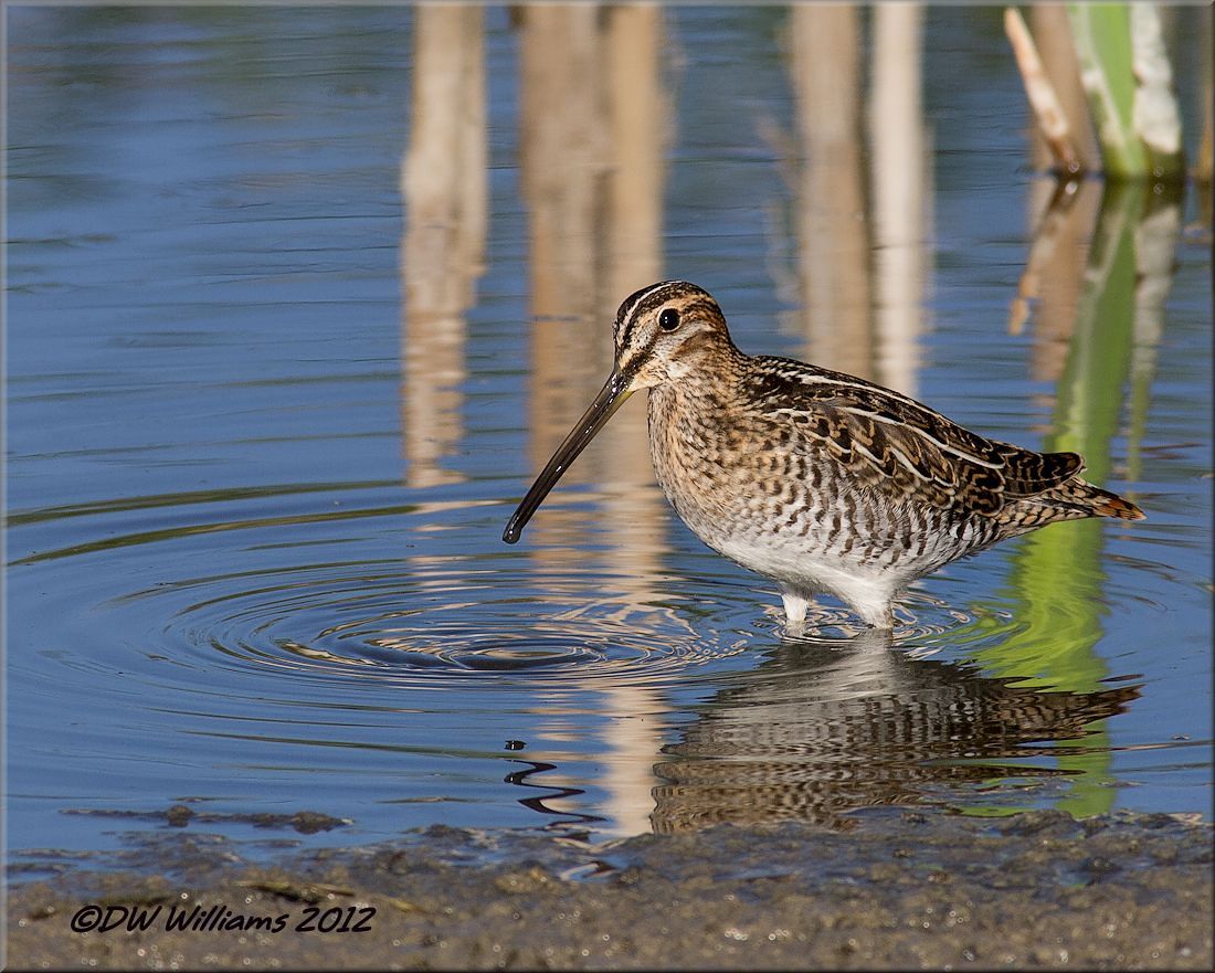 Wilson's  Snipe
