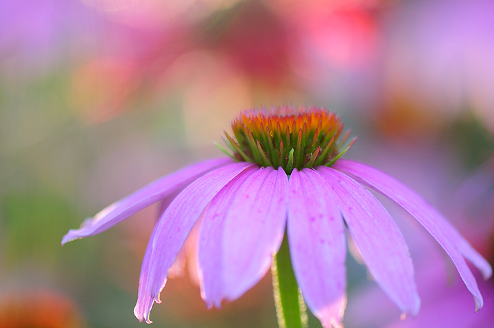 Coneflower