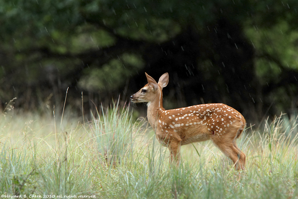 Alone in the Rain..