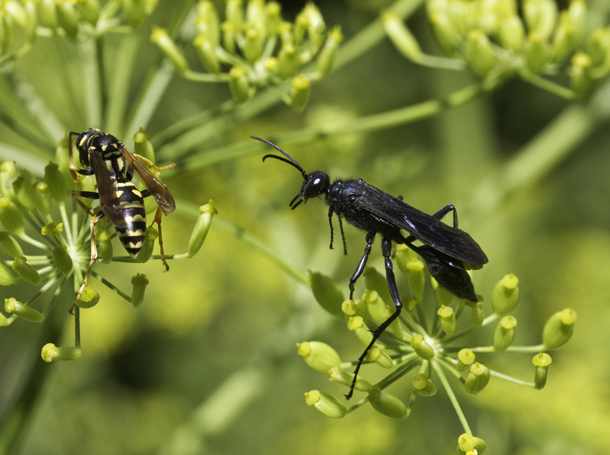 Wasp & Yellowjacket