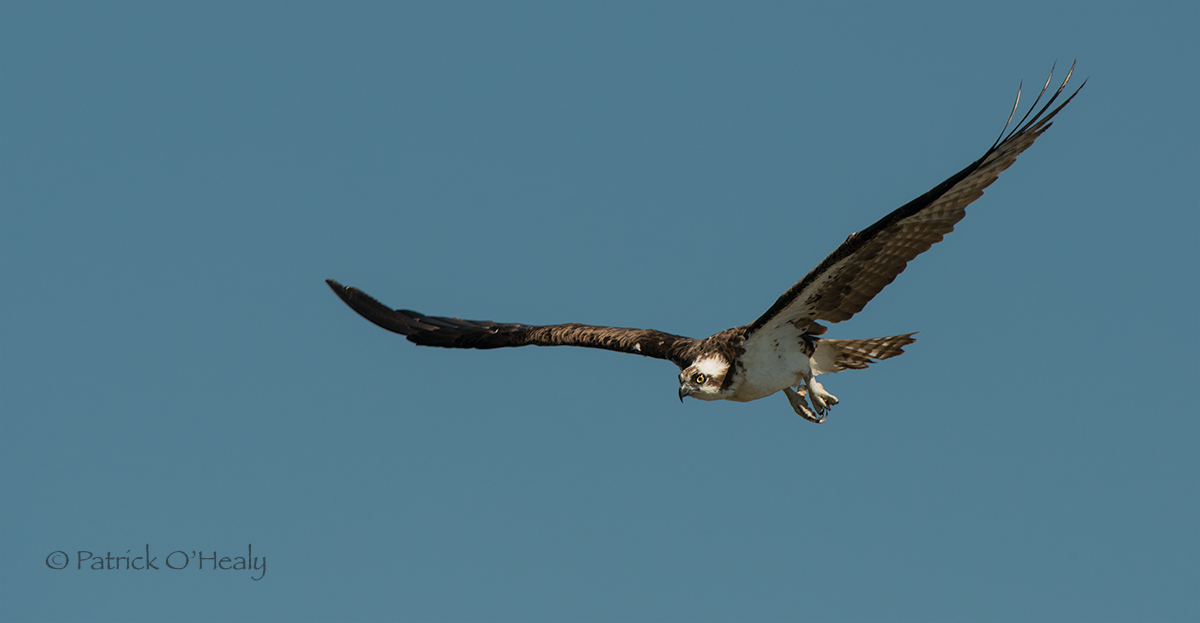 Osprey Magic