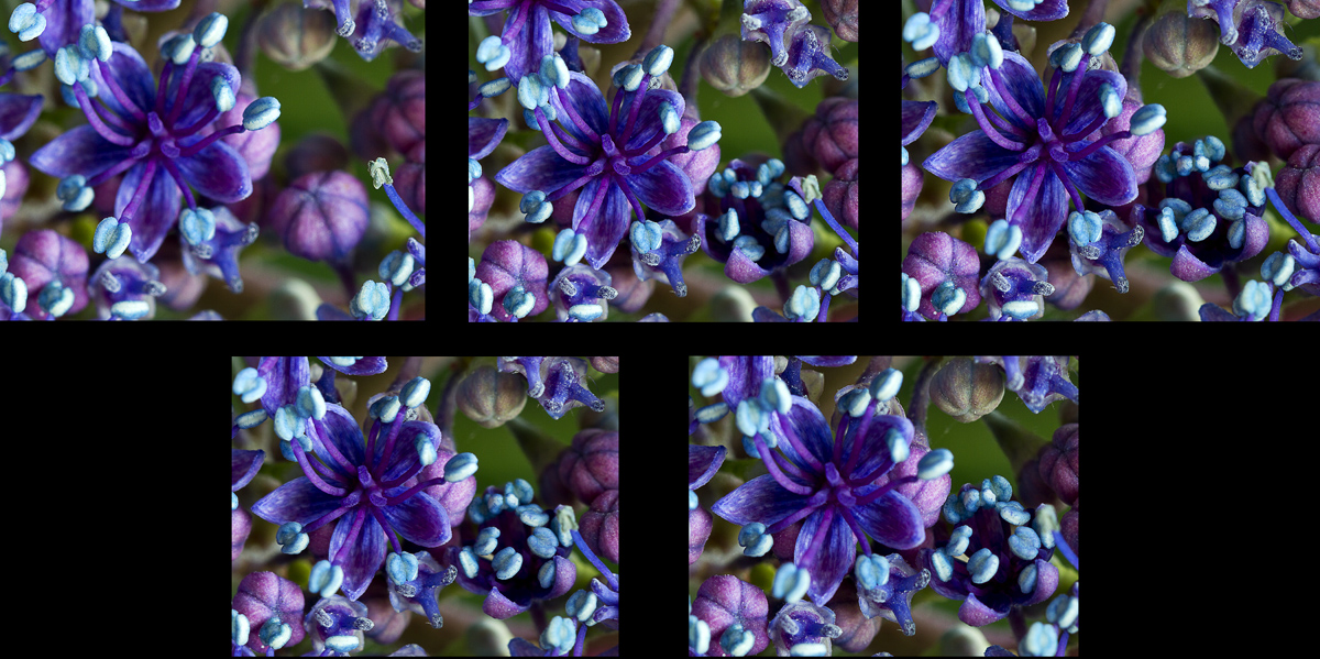 A Blooming MIracle